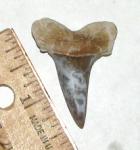 Isurus retroflexus Shark Tooth